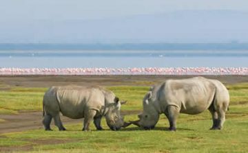 Amboseli, Lakenakuru, Masaimara and Naiobi Tour Package for 5 Days 4 Nights