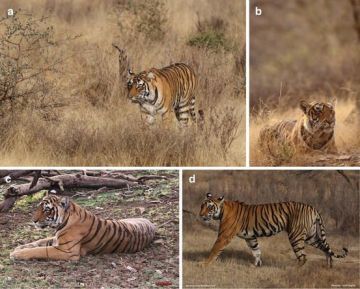 Family Getaway 3 Days 2 Nights Nagpur Holiday Package