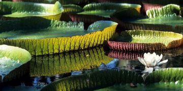 Pleasurable 7 Days Port Louis Vacation Package