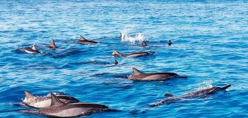 Pleasurable 7 Days Port Louis Vacation Package