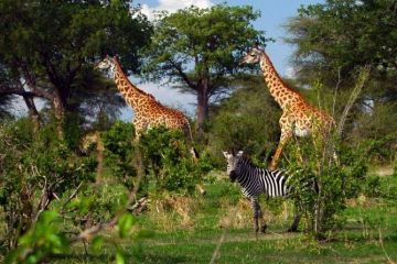 Experience 3 Days 2 Nights Dar Es Salaam Tour Package