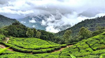 3 Days 2 Nights Munnar with Cochin Vacation Package
