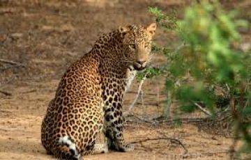 Pleasurable 8 Days 7 Nights Negombo Holiday Package