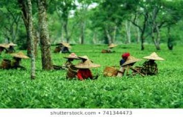 Ecstatic 7 Days 6 Nights Kaziranga, Shillong with Guwahati Tour Package