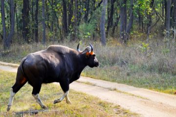 Amazing 3 Days 2 Nights Bandhavgarh Tour Package