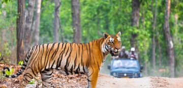 Memorable 4 Days 3 Nights Jim Corbett Tour Package