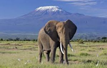 Experience 3 Days Nairobi to Amboseli Vacation Package