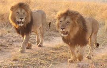 Ecstatic Lakenakuru Tour Package for 10 Days