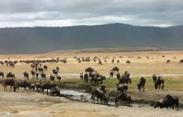 Family Getaway 3 Days 2 Nights Lake Manyara National Park, Ngorongoro Crater and Arusha Tour Package