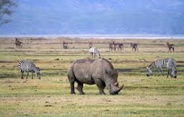 Family Getaway 3 Days 2 Nights Lake Manyara National Park, Ngorongoro Crater and Arusha Tour Package