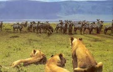 Family Getaway 3 Days 2 Nights Lake Manyara National Park, Ngorongoro Crater and Arusha Tour Package
