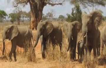 Family Getaway 3 Days 2 Nights Lake Manyara National Park, Ngorongoro Crater and Arusha Tour Package