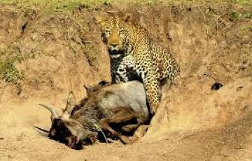 Memorable Ol Pejeta Sweetwaters Tour Package for 3 Days 2 Nights