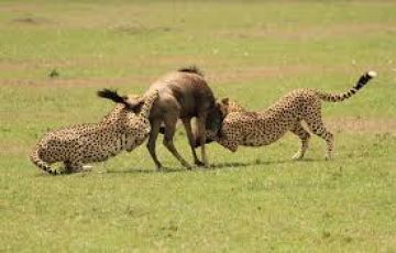 Memorable Ol Pejeta Sweetwaters Tour Package for 3 Days 2 Nights