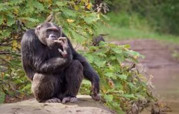 Memorable Ol Pejeta Sweetwaters Tour Package for 3 Days 2 Nights