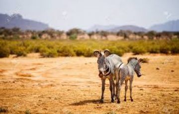 Memorable Samburu Tour Package for 3 Days