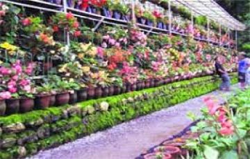 Magical 4 Days Mussoorie, Dhanulti with Dehradun Trip Package