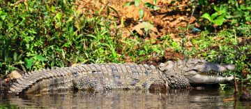 Best 8 Days 7 Nights Arrive To Goa Tour Package