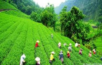 Mukteshwar, Kausani and Ranikhet Tour Package for 7 Days 6 Nights from Delhi