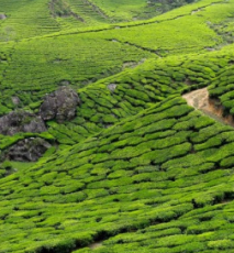 Ecstatic Cochin Tour Package from Kovalam