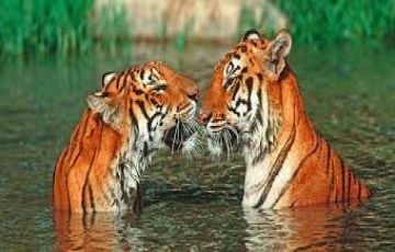 Amazing 4 Days New Delhi to Jim Corbett Vacation Package