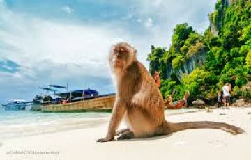 4 Days 3 Nights Phi Phi Island With Lunch Tour Package by Jolly Holidays