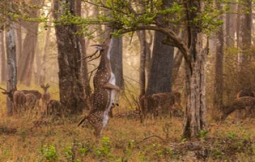 Experience Bandhavgarh Tour Package for 3 Days 2 Nights