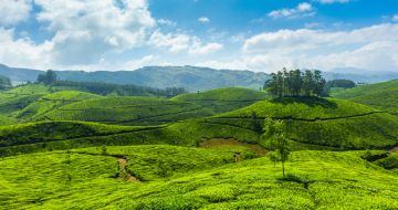 Experience Munnar Tour Package for 11 Days from Cochin