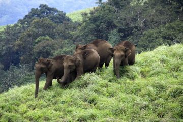 Family Getaway 5 Days 4 Nights Munnar, Thekaddy, Alleppey with Back To Home Tour Package