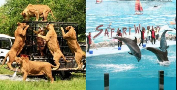 Amazing 5 Days Bangkok to Pattaya Holiday Package