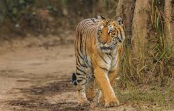 02 Night Jim Corbett Safari Tour Package by Cab Ex. Delhi