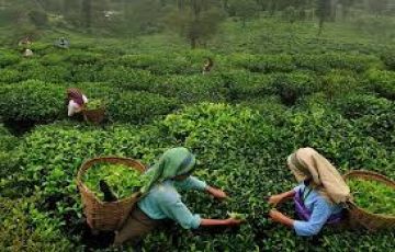 Amazing 5 Days 4 Nights Darjeeling and Gangtok Vacation Package