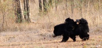 Experience Jim Corbett Tour Package for 5 Days