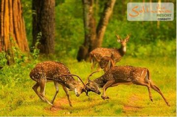 Experience Jim Corbett Tour Package for 5 Days