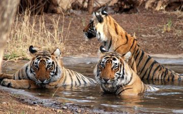 Experience Jim Corbett Tour Package for 5 Days