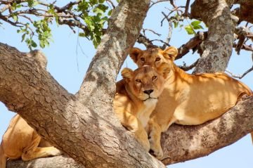 Amazing 3 Days 2 Nights Nairobi with Masaimara Tour Package