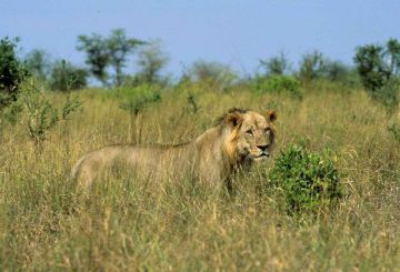 Amazing 3 Days 2 Nights Nairobi with Masaimara Tour Package