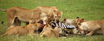 Amazing 3 Days 2 Nights Nairobi with Masaimara Tour Package