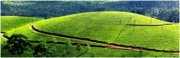 Best 6 Days Cochin to Munnar Vacation Package