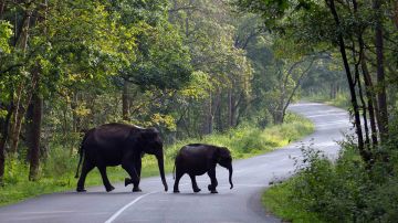 Pleasurable 4 Days 3 Nights Munnar, Thekkady and Back To Home Trip Package