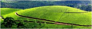 Family Getaway Munnar Tour Package for 6 Days