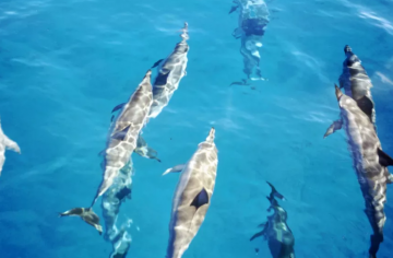 Pleasurable 2 Days Maldives and Discover The Underwater Of Maldives Tour Package