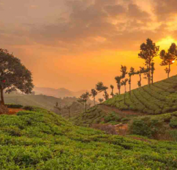 Pleasurable 3 Days Cochin to Kovalam Tour Package