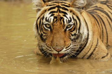 Amazing 3 Days Jaipur to Ranthambore Tour Package