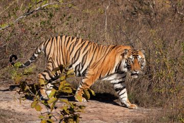 Amazing 3 Days Jaipur to Ranthambore Tour Package