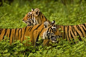 Amazing 3 Days Jaipur to Ranthambore Tour Package