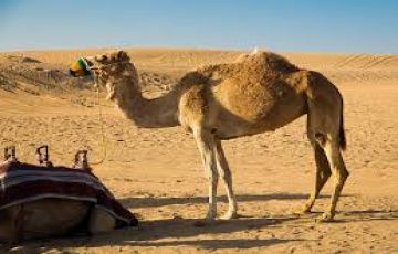 Experience 5 Days Dubai and Dubai Trip Package