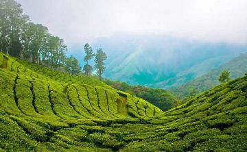 Family Getaway 6 Days Alleppey - Cochin Drop to Munnar Local Sightseeing Vacation Package