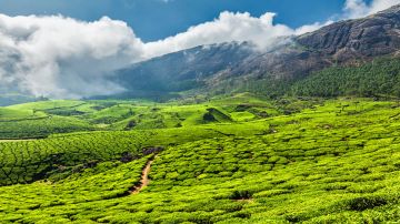 Beautiful 6 Days 5 Nights Arrival At Cochin - Munnar135km, 3-4hrs Approx, Munnar Local Sightseeing with Munnar - Thekkady80km Vacation Package