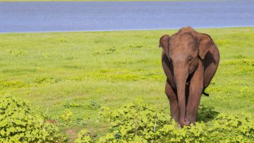 Magical 4 Days 3 Nights Thekkady Trip Package